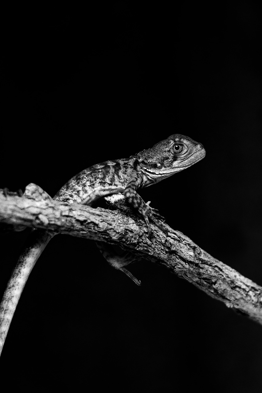 アベンヌウォーターは乾燥肌の敏感肌にどのように効果があるのか？