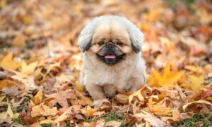 アベンヌウォーター効果は本当に肌に良いのか？