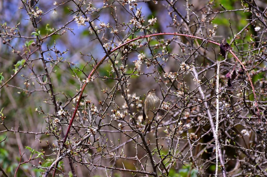 スクラブで乾燥肌の敏感な角質の取り方は？