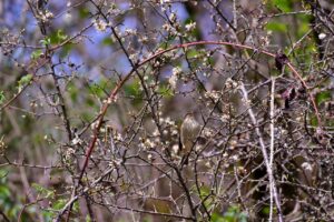 スクラブで乾燥肌の敏感な角質の取り方は？